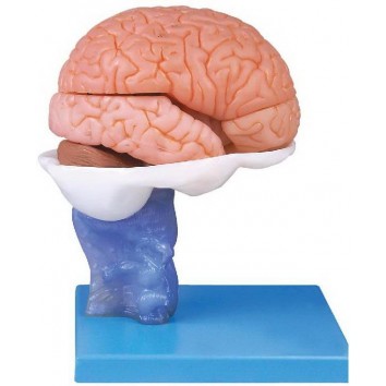 ADVANCED MODEL OF HUMAN BRAIN - 15 PARTS (SOFT)